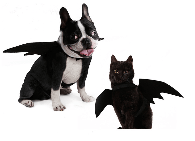 Shadow Wings Dog Costume by Dog Hugs Cat