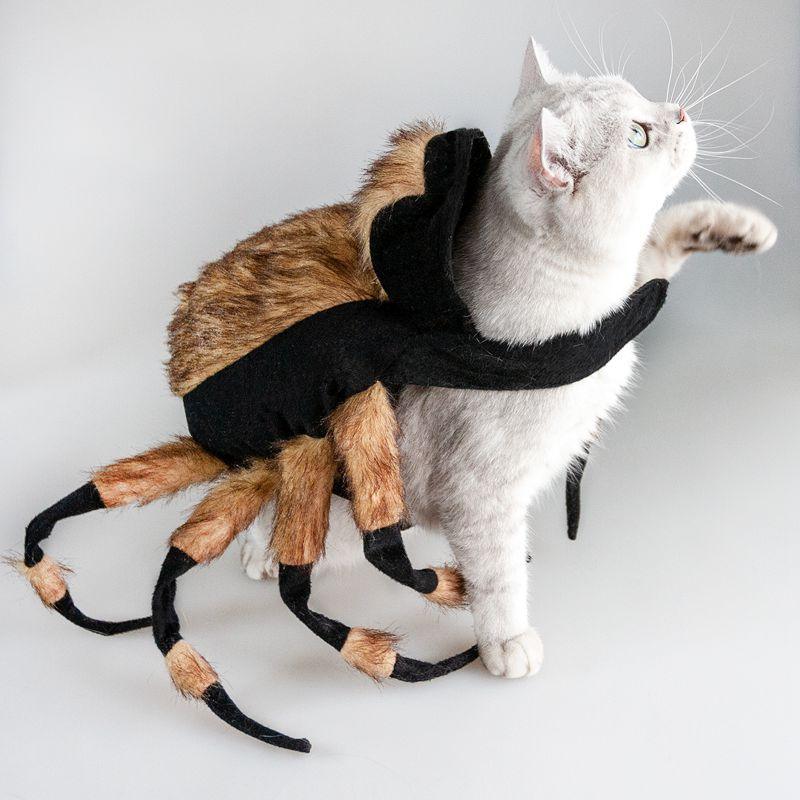 Spider Costume For Pets: Transform Your Furry Friend Into A Spooky Arachnid! by Dog Hugs Cat