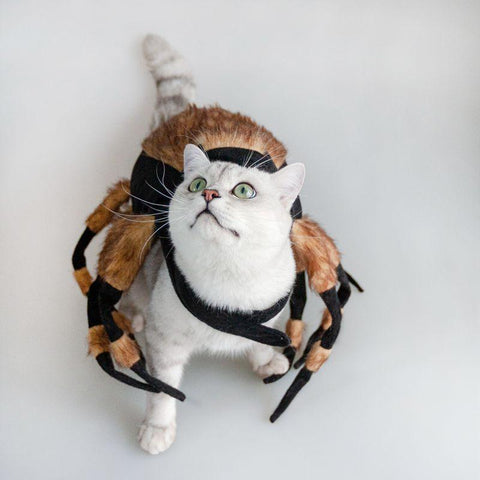 Spider Costume For Pets: Transform Your Furry Friend Into A Spooky Arachnid! by Dog Hugs Cat