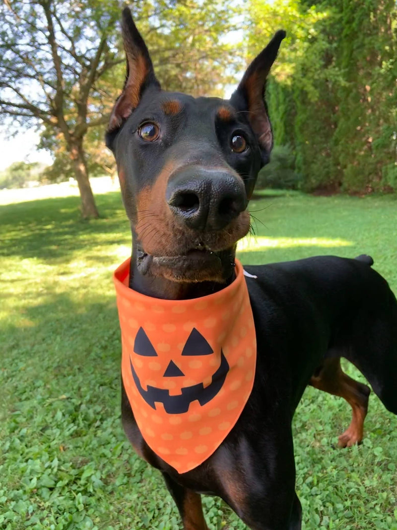 Pumpkin - Premium Halloween Pet Bandana by Dog Hugs Cat