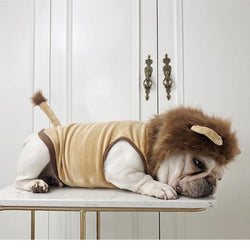 Pet Costume: Lion King Transformation Outfit For Dogs And Cats by Dog Hugs Cat