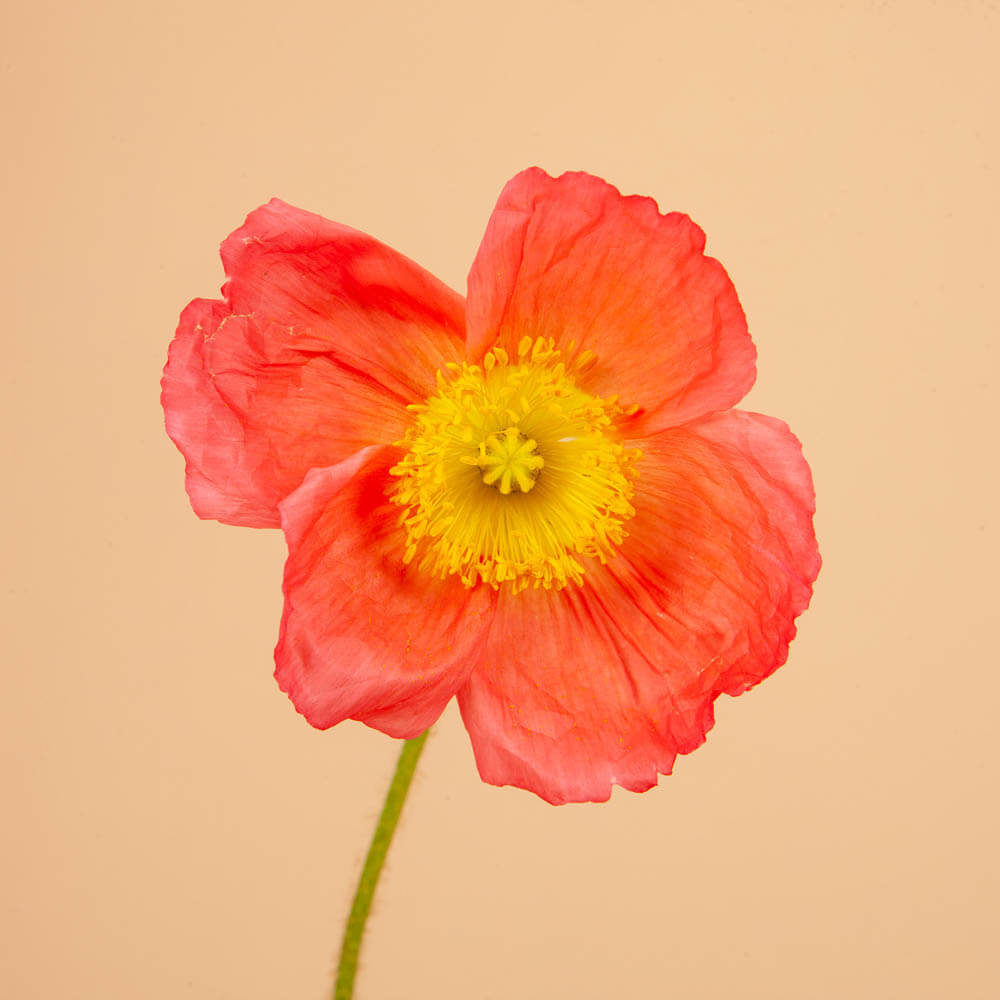 Pink Icelandic buy Poppies