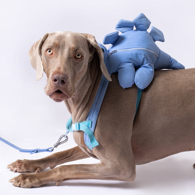 Dinosaur Dog Collar, Cute Dog Collar, Funny Dog Collar, Adjustable Dog  Collar, Boy Dog Collar, Girl Dog Collar, Puppy Collar, Dino Collar